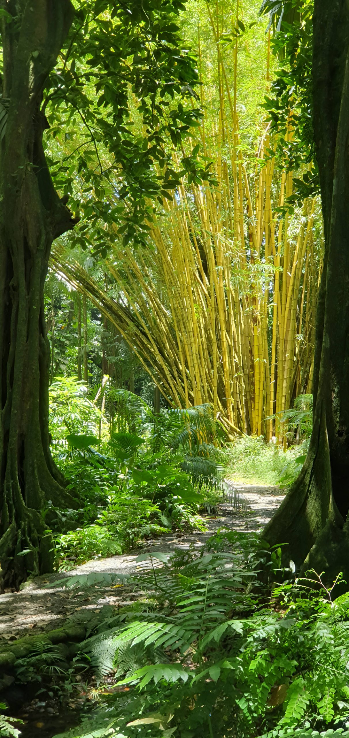 Local Chestnut forest, featuring Bamboo in the Botanical garden of Harrison Smith