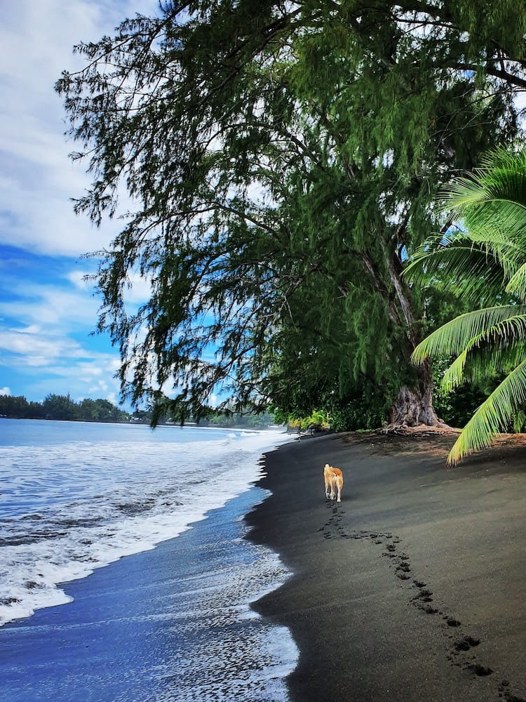 East Coast Half Day Tour of Tahiti - Dog Walking Along the Black Sand Beach
