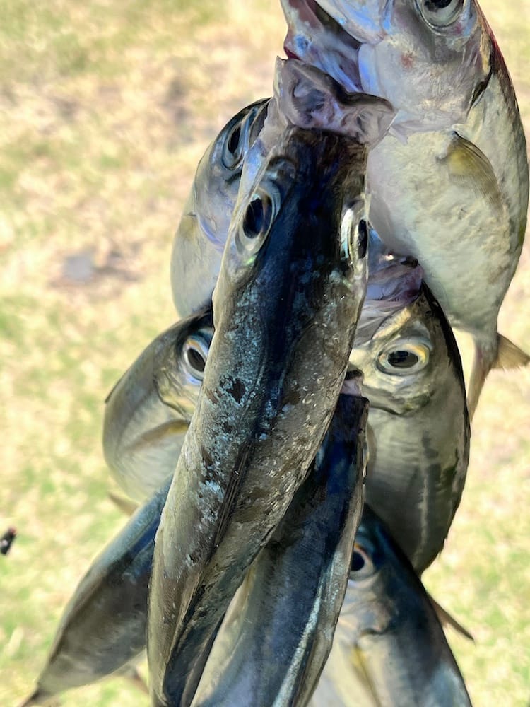 West Coast Half Day Tour of Tahiti - Batch of Fish Caught by a Local