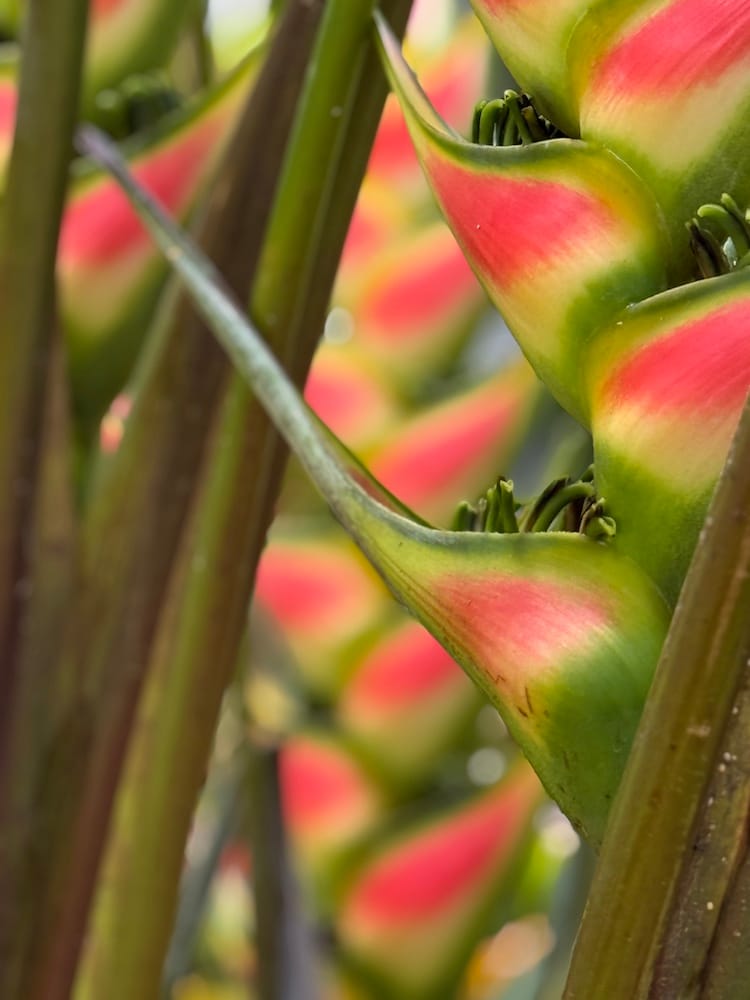 West Coast Half Day Tour of Tahiti - Botanical Gardnes Fkwer