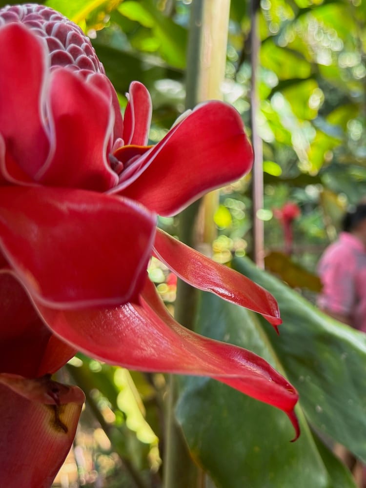 West Coast Half Day Tour of Tahiti - Flowers in Botanical Garden Viapahi