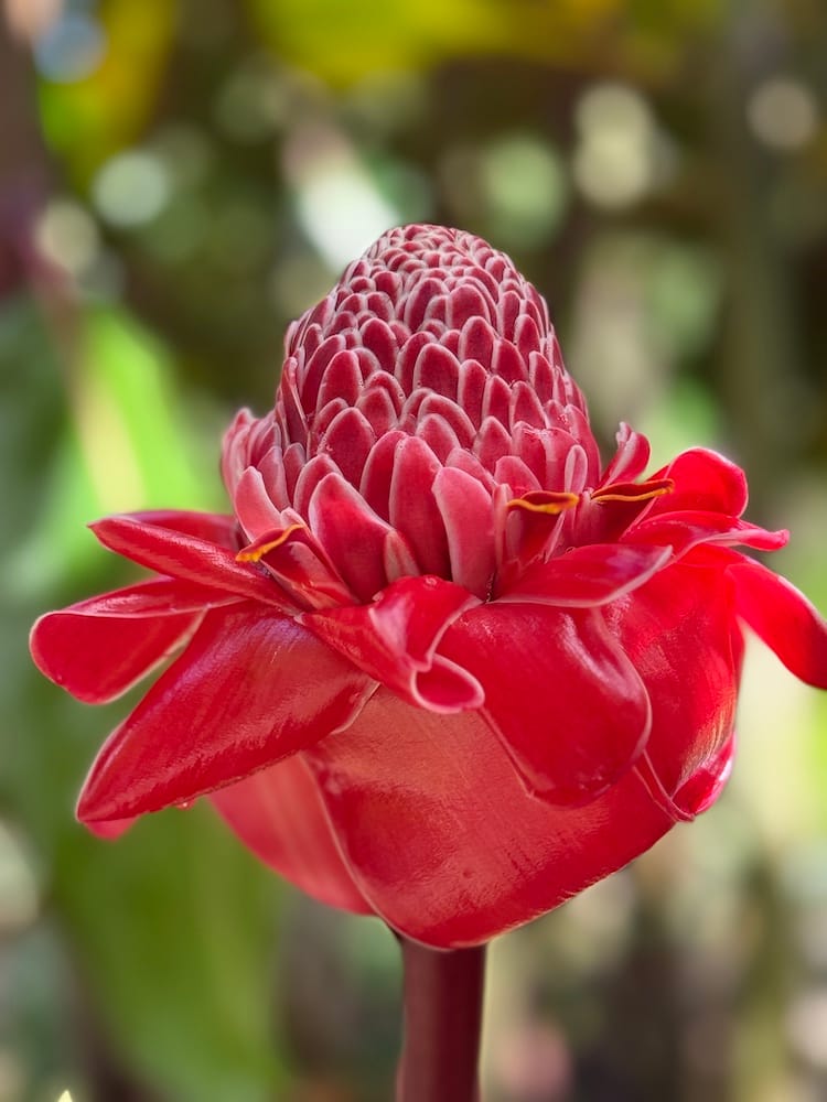 West Coast Half Day Tour of Tahiti - Hibiscus Flower at the Botanical Garden Viapahi