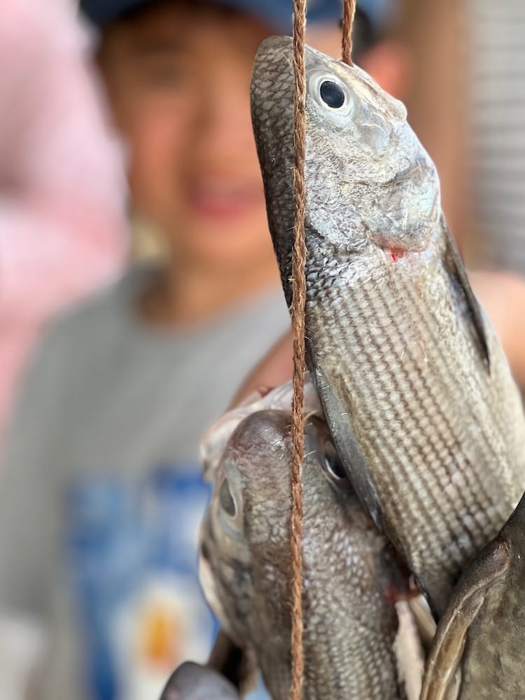 West Coast Half Day Tour of Tahiti - Local with Fresh Fish