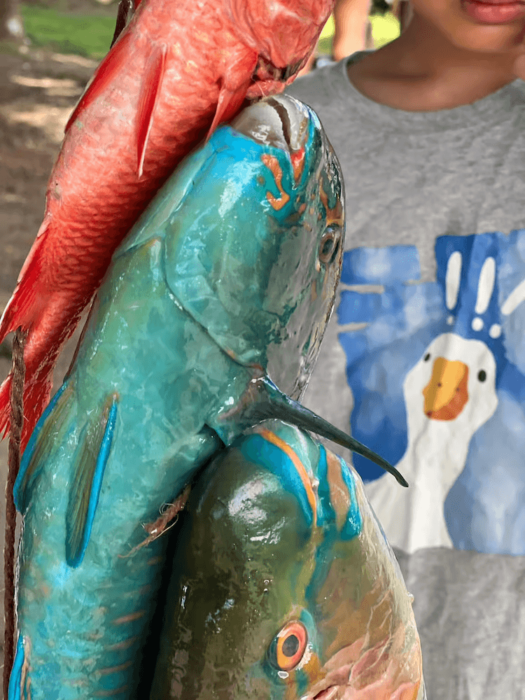 West Cost Half Day Tour of Tahiti - Local Caught Fresh Fish