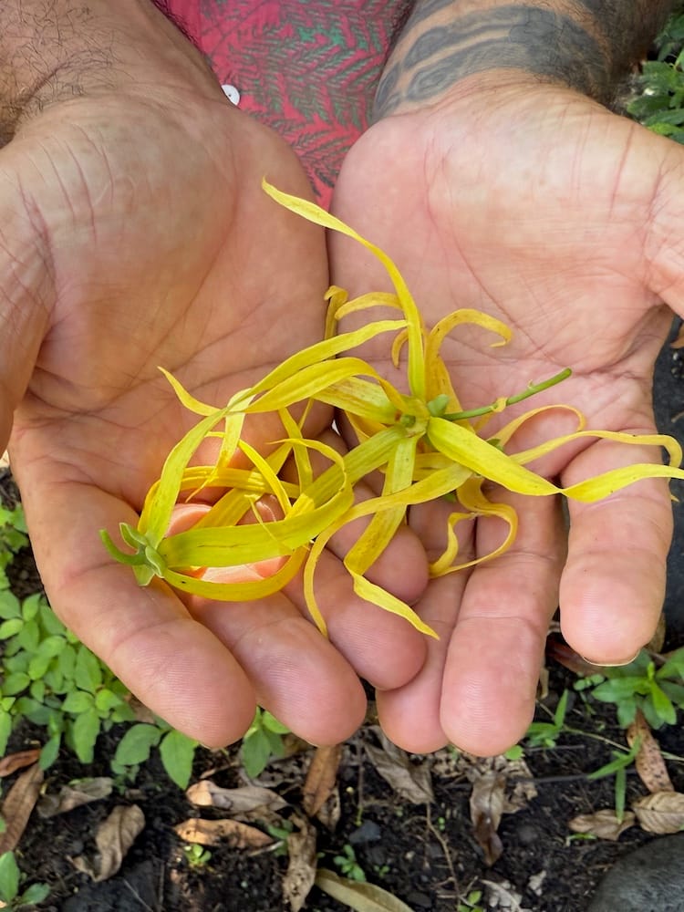 Ylang Ylang - West Coast Half Day Tour of the Island