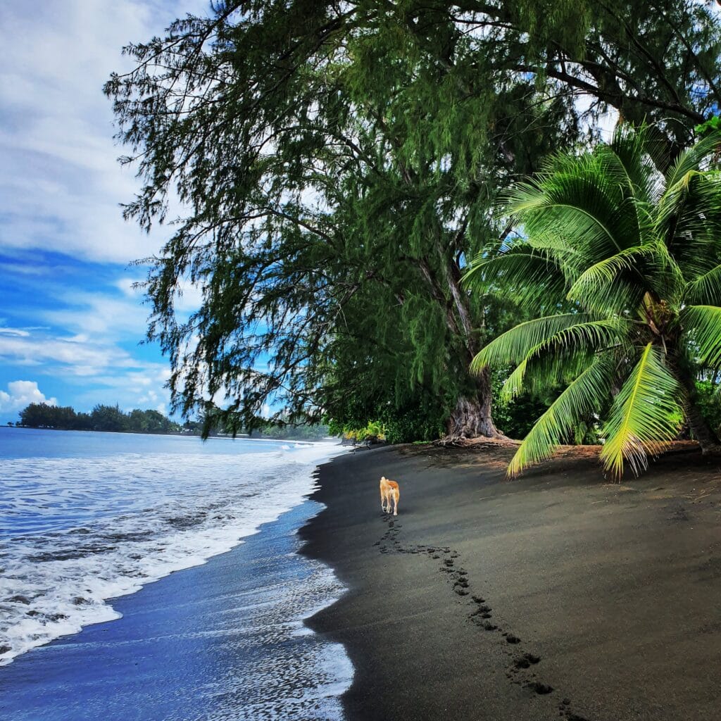 Coastline of Tahiti featuring black sand, lush trees, and a dog walking along the shore