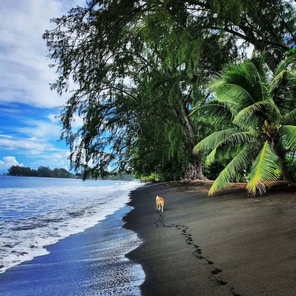 Coastline of Tahiti featuring black sand, lush trees, and a dog walking along the shore