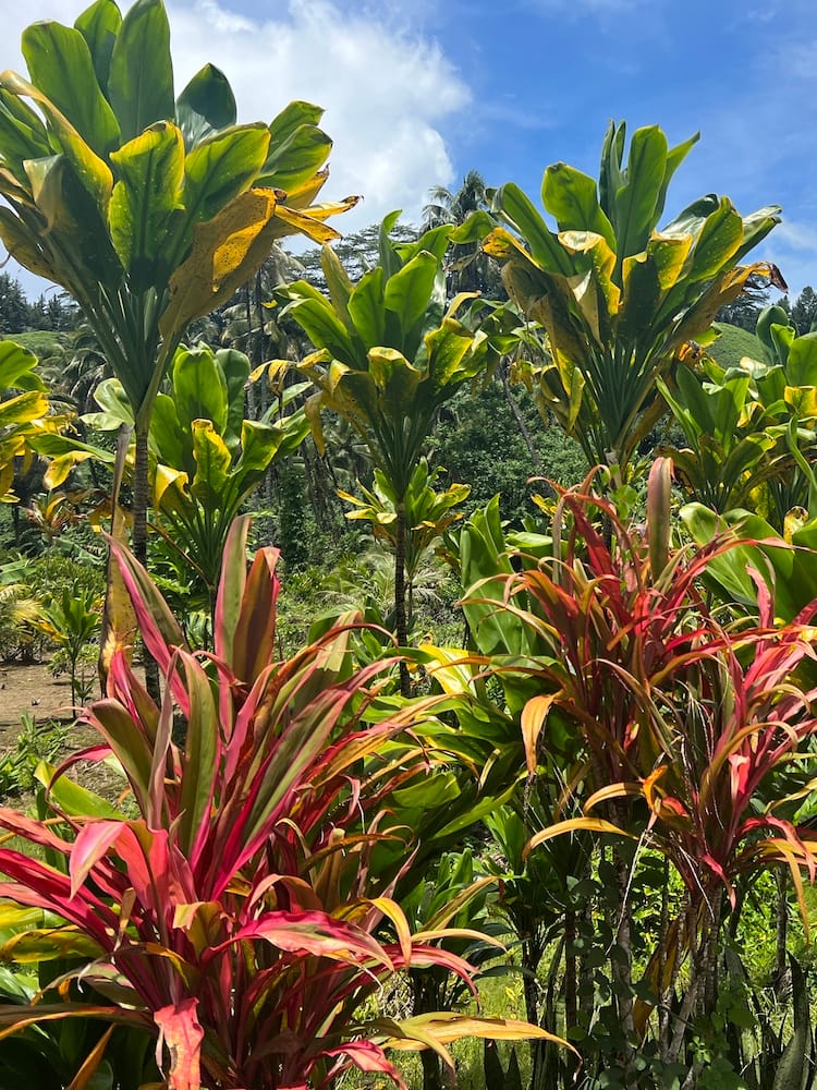 East Coast Tour of Tahiti - Beautiful Plants