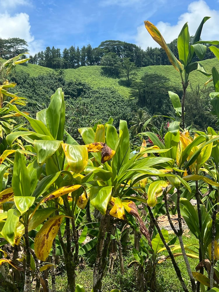 East Coast Tour of Tahiti - Blants
