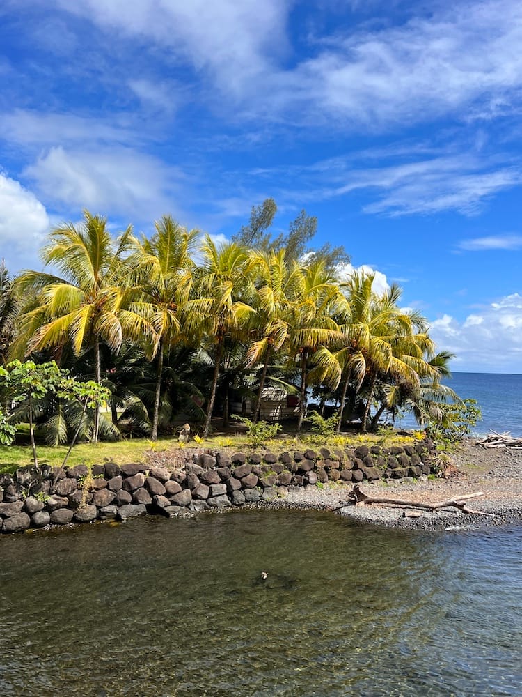 East Coast Tour of Tahiti - Palm Trees Along the Coast