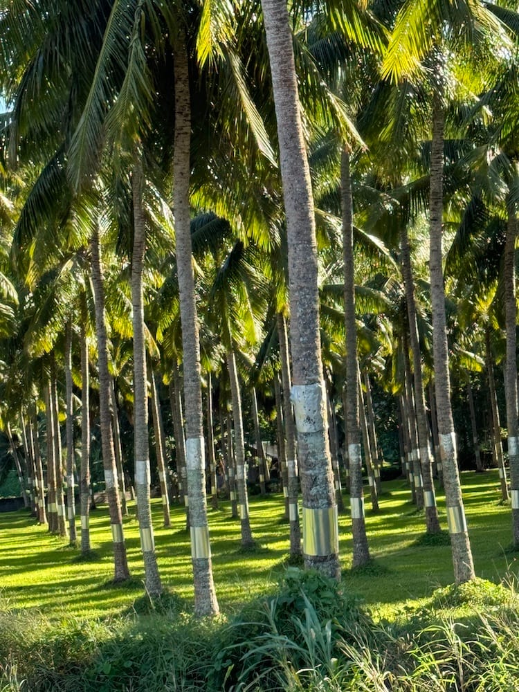 East Coast Tour of Tahiti - Palm Trees