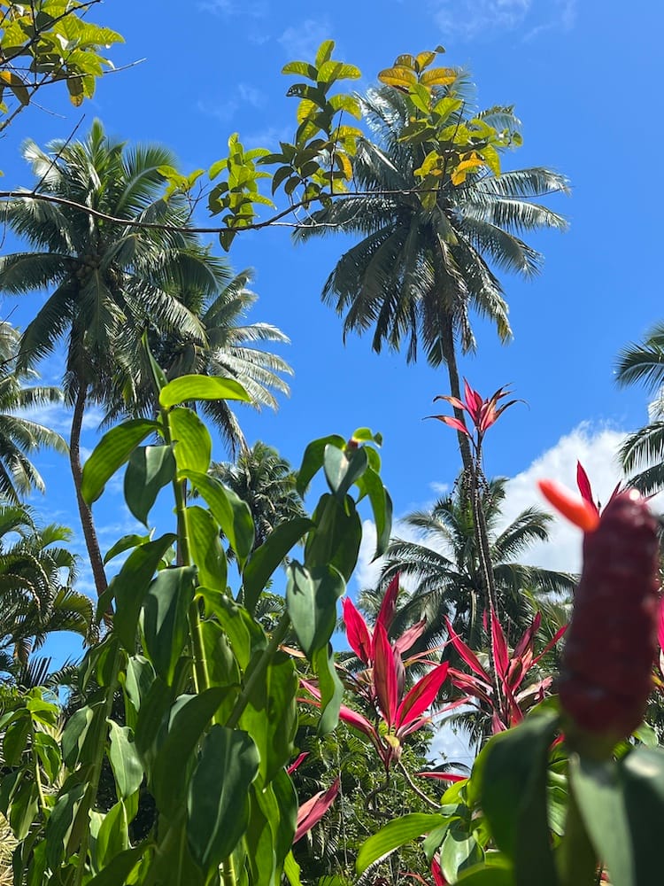East Coast Tour of Tahiti - Pink Plants and Palm Trees