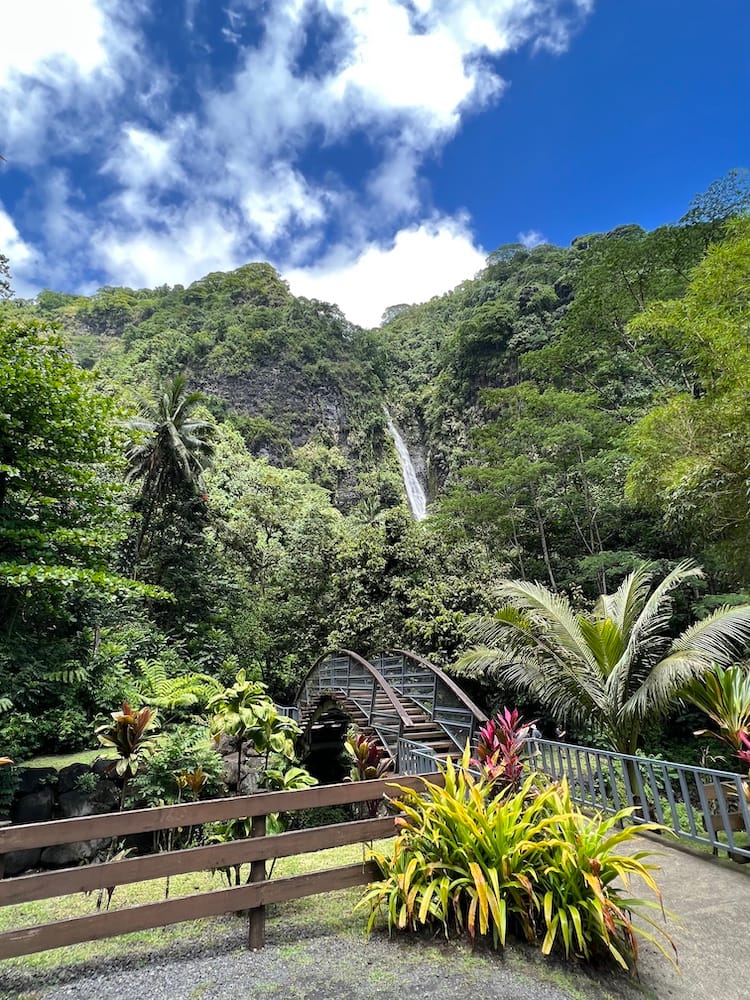 East Coast Tour of Tahiti - Trees and Plants