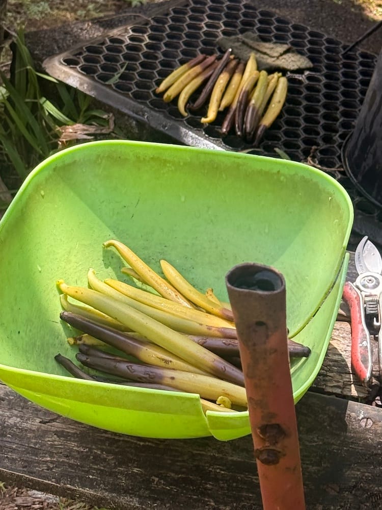 Vanilla Farm - Unique Tahiti - West Coast Tours 6