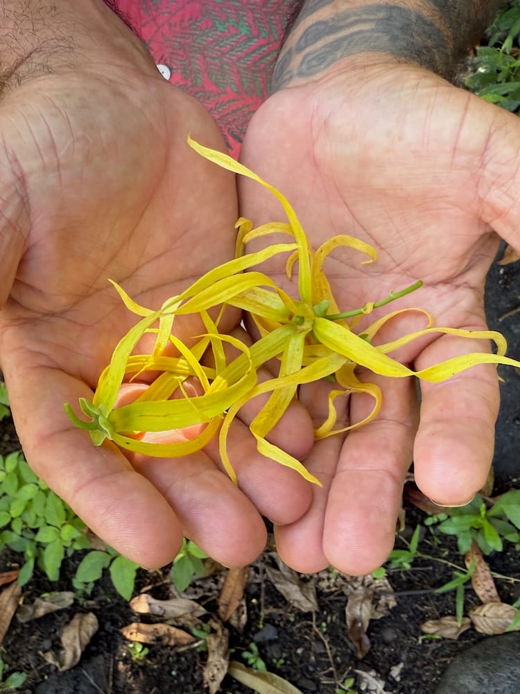 WC YLANG YLANGjpeg